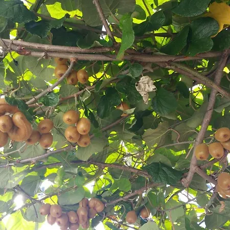Dei Fiori לינה וארוחת בוקר קאפרי