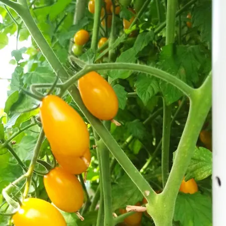 Dei Fiori לינה וארוחת בוקר