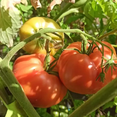 Dei Fiori *