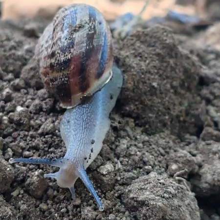 לינה וארוחת בוקר Dei Fiori