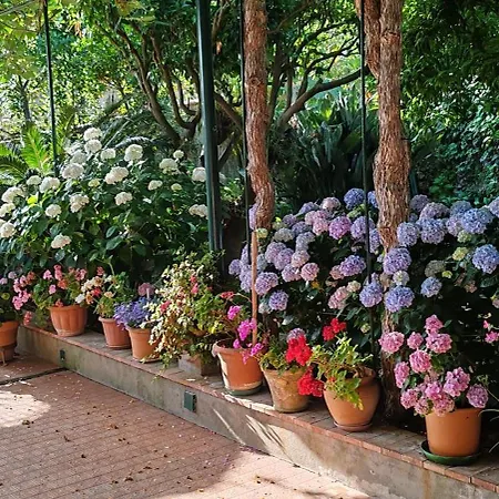 Dei Fiori *