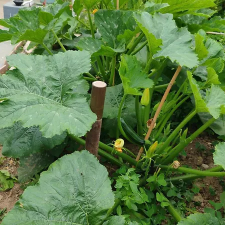 Dei Fiori קאפרי