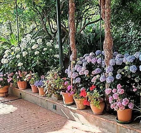 Dei Fiori Capri