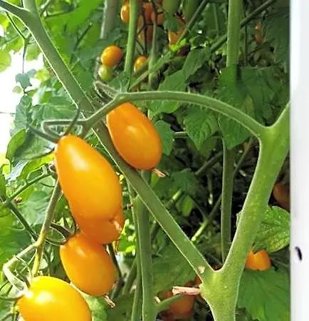 Dei Fiori Frühstückspension Capri