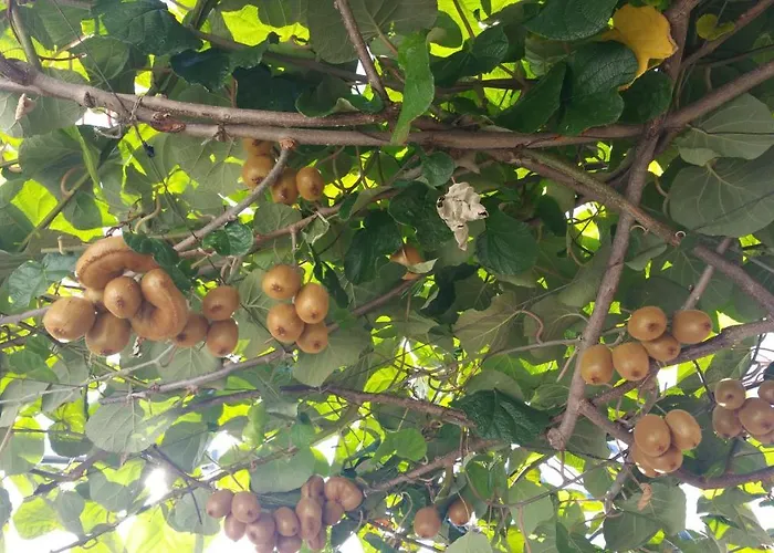 Dei Fiori 住宿加早餐酒店 卡普里
