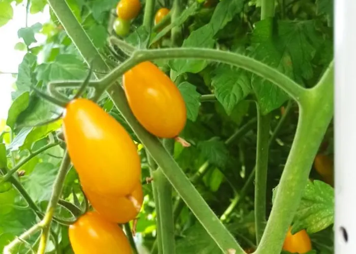 Dei Fiori 住宿加早餐酒店