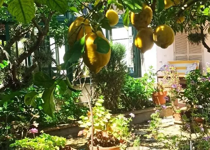 Dei Fiori 住宿加早餐酒店 卡普里