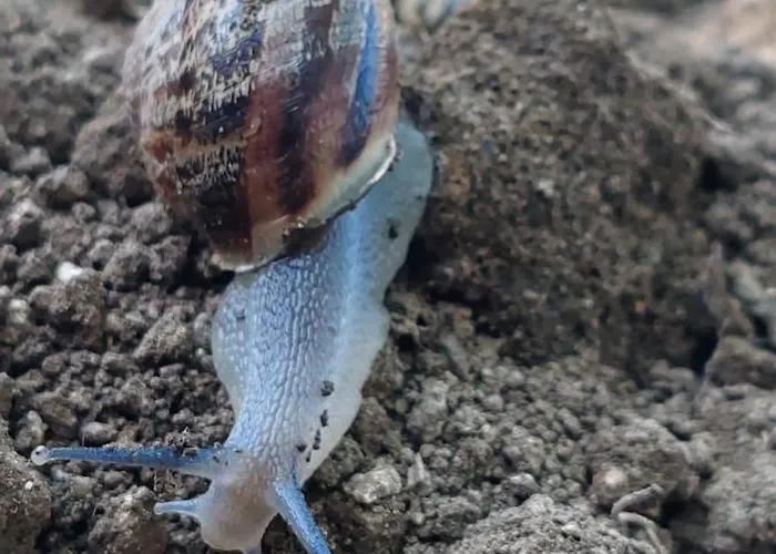 住宿加早餐酒店 Dei Fiori