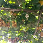 Dei Fiori فندق مبيت وإفطار كابري
